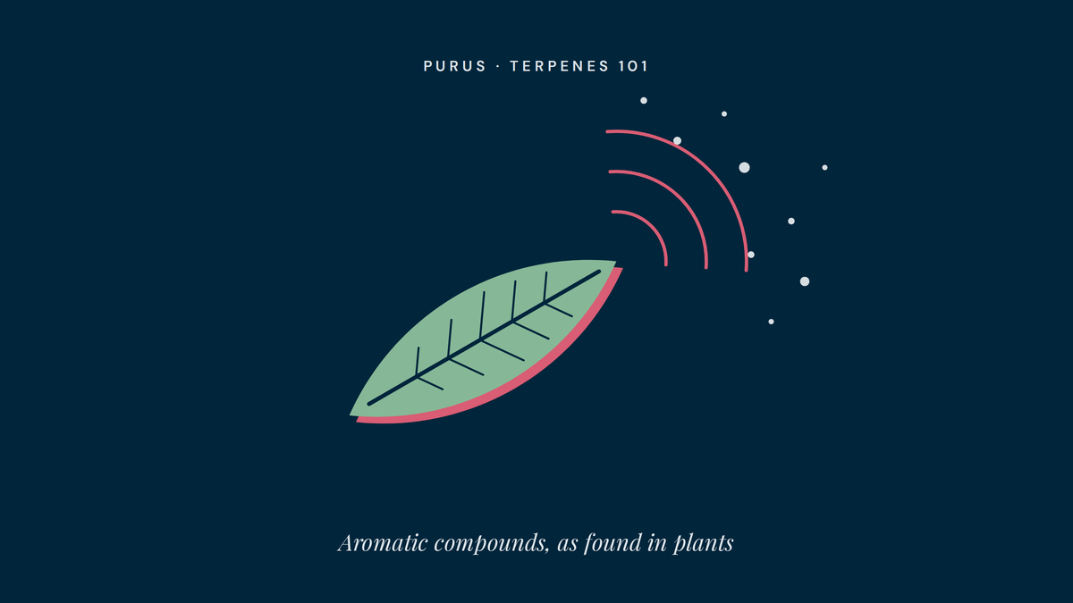 What Are Terpenes? A Plain-English Guide