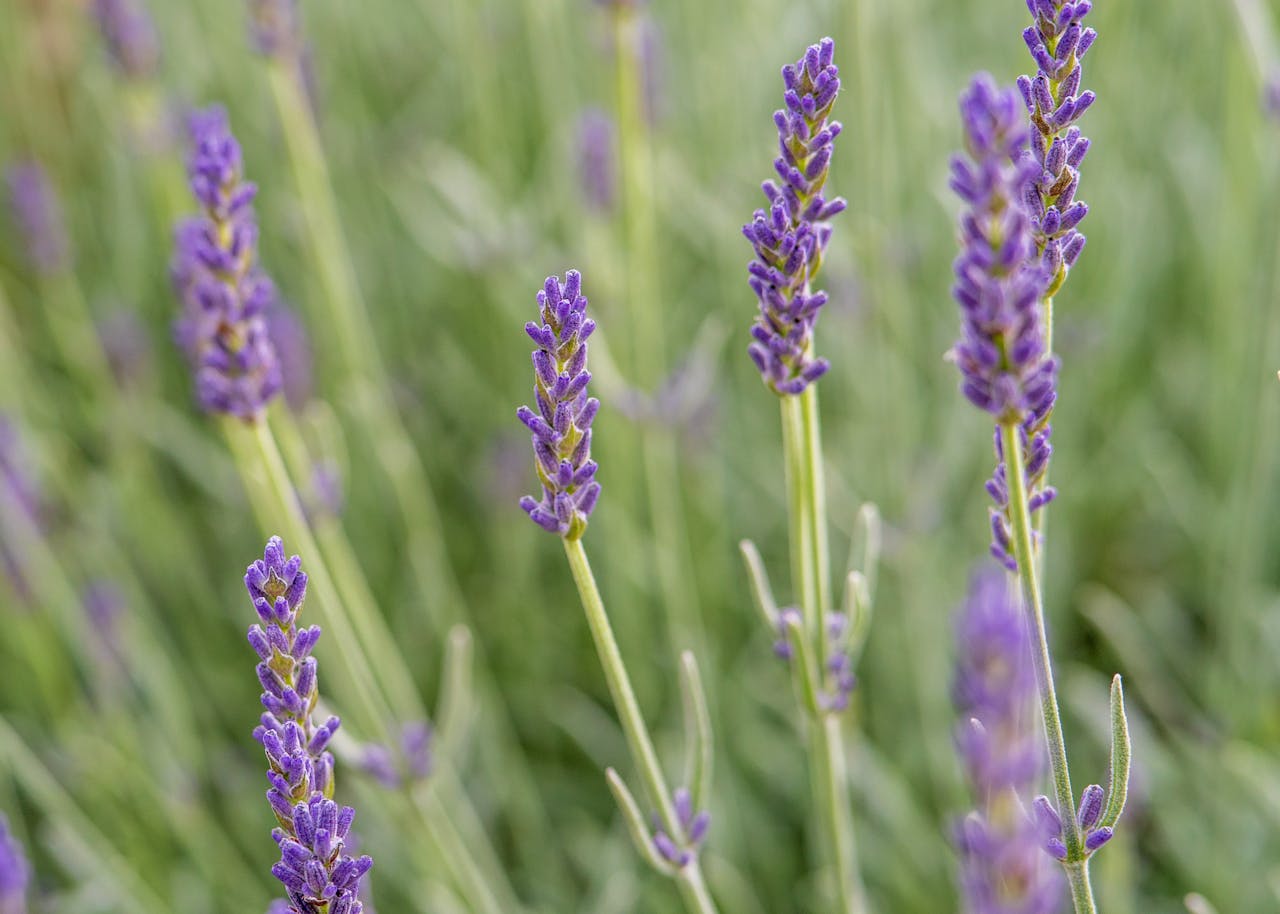 Learn about Terpenes