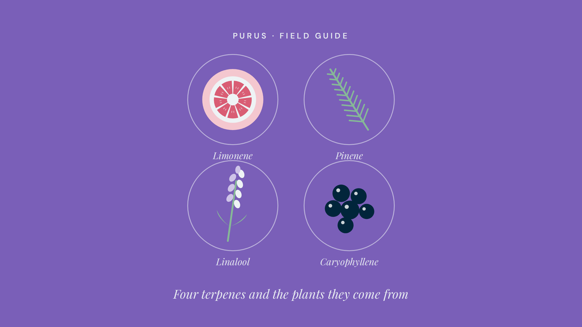 A Field Guide to the Terpenes in Our Blends