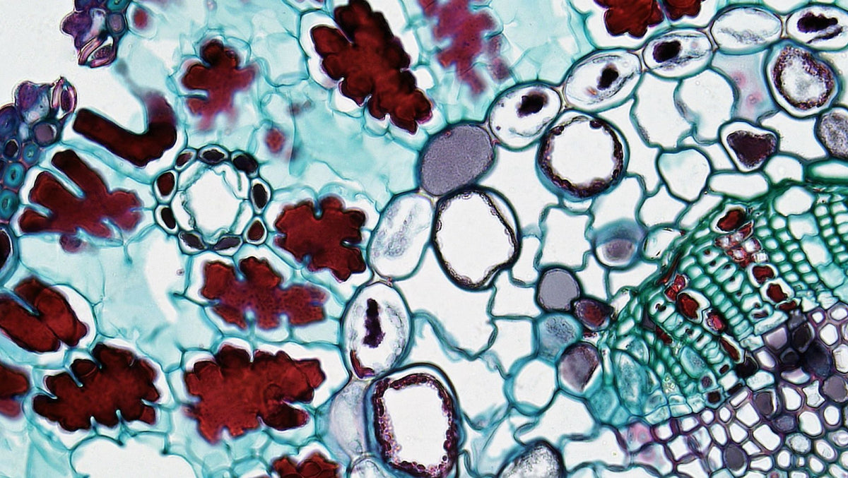 What is a terpene?