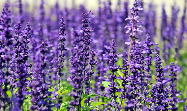 Linalool