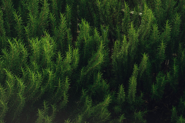 β-Pinene