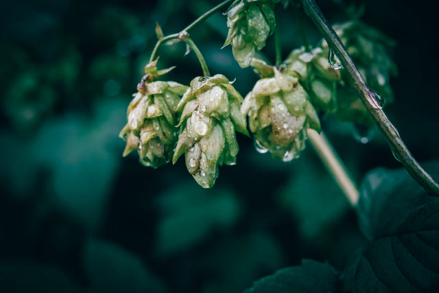 β-Myrcene